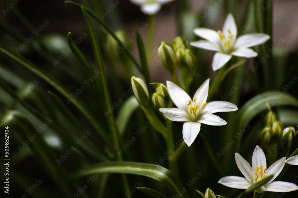 Fototapeta premium Star of Bethlehem