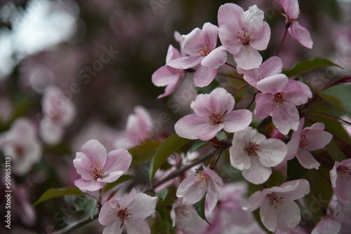 Pink and white apple blossoms in spring with bokeh