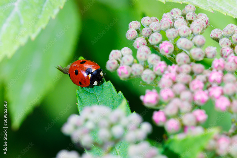 Macro photography of a ladybug in its natural habitat Macro photography of a ladybug in its natural habitat