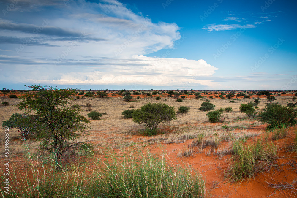 Beautiful landscape with vivid colours in Kalahari desert.