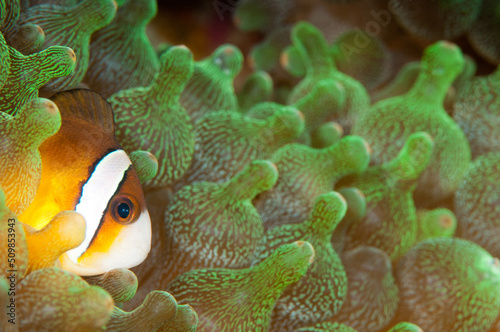 Fotobehang False Clown Fish hiding in the florescent lime green anemones
