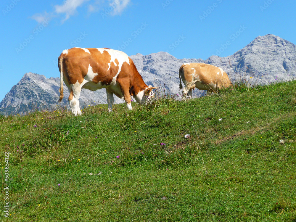 Zwei Kühe auf der Weide mit den Loferer Steinbergen im Hintergrund