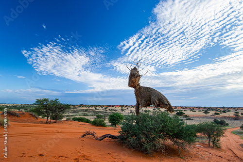 Beautiful landscape with vivid colours in Kalahari desert of Namibia. photo