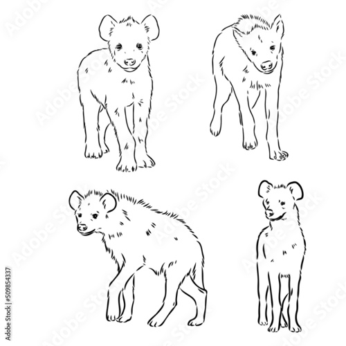 Vector hand drawn doodle sketch hyena isolated on white background