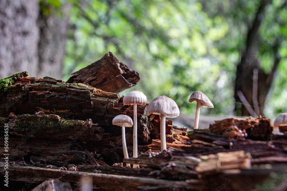 A colony of mushrooms grows from a rotten snag in the forest. Defocused background. Forest background. Close-up.