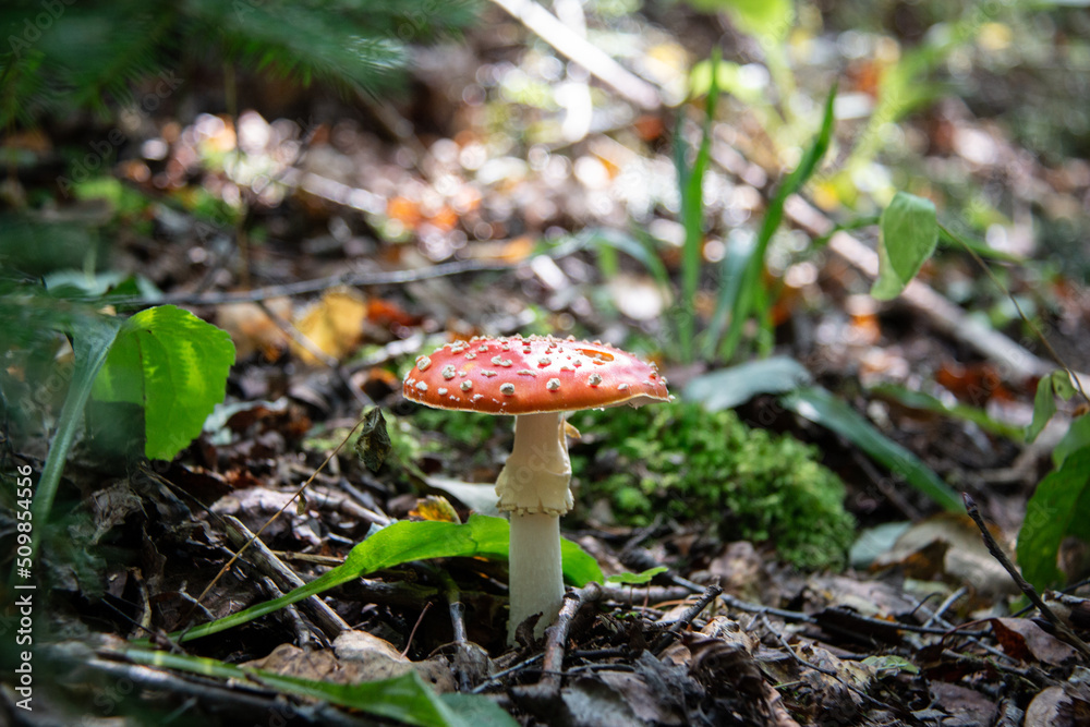 Red poisonous fly agaric in the forest. Close-up. Fly agaric red. Red poisonous fly agaric in the forest. Close-up. Fly agaric red.