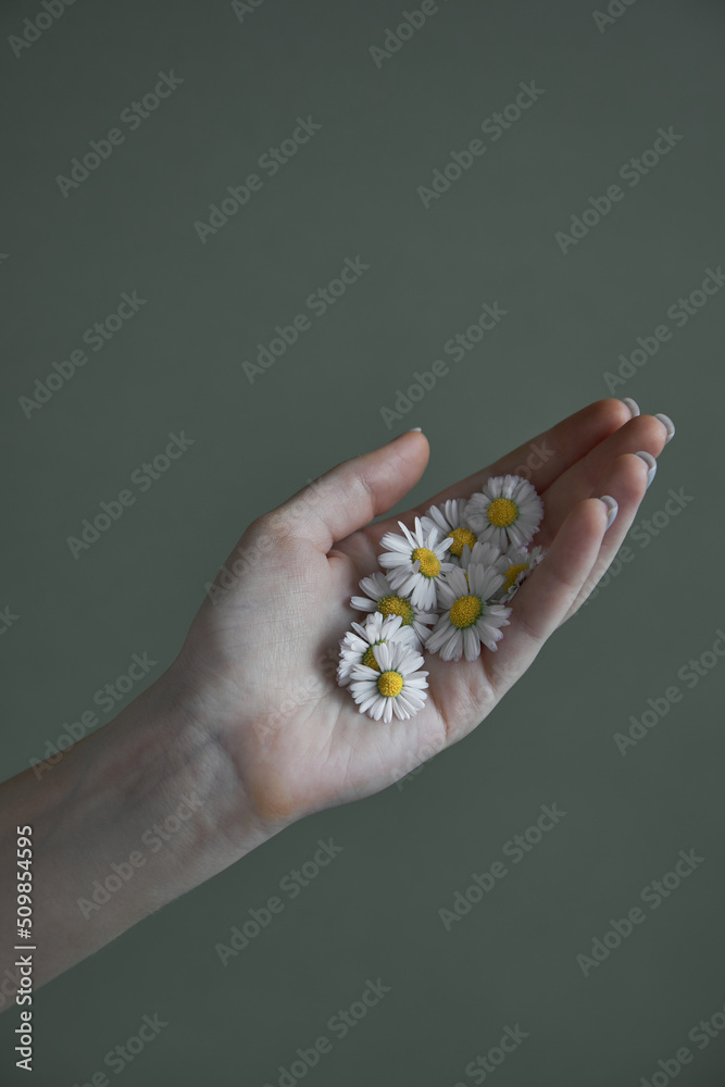Female woman hand with manicure holding a daisies chamomile flowers. Aesthetics minimal concept Female woman hand with manicure holding a daisies chamomile flowers. Aesthetics minimal concept