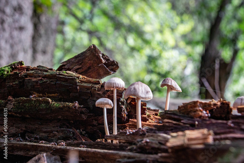 Foto A colony of mushrooms grows from a rotten snag in the forest