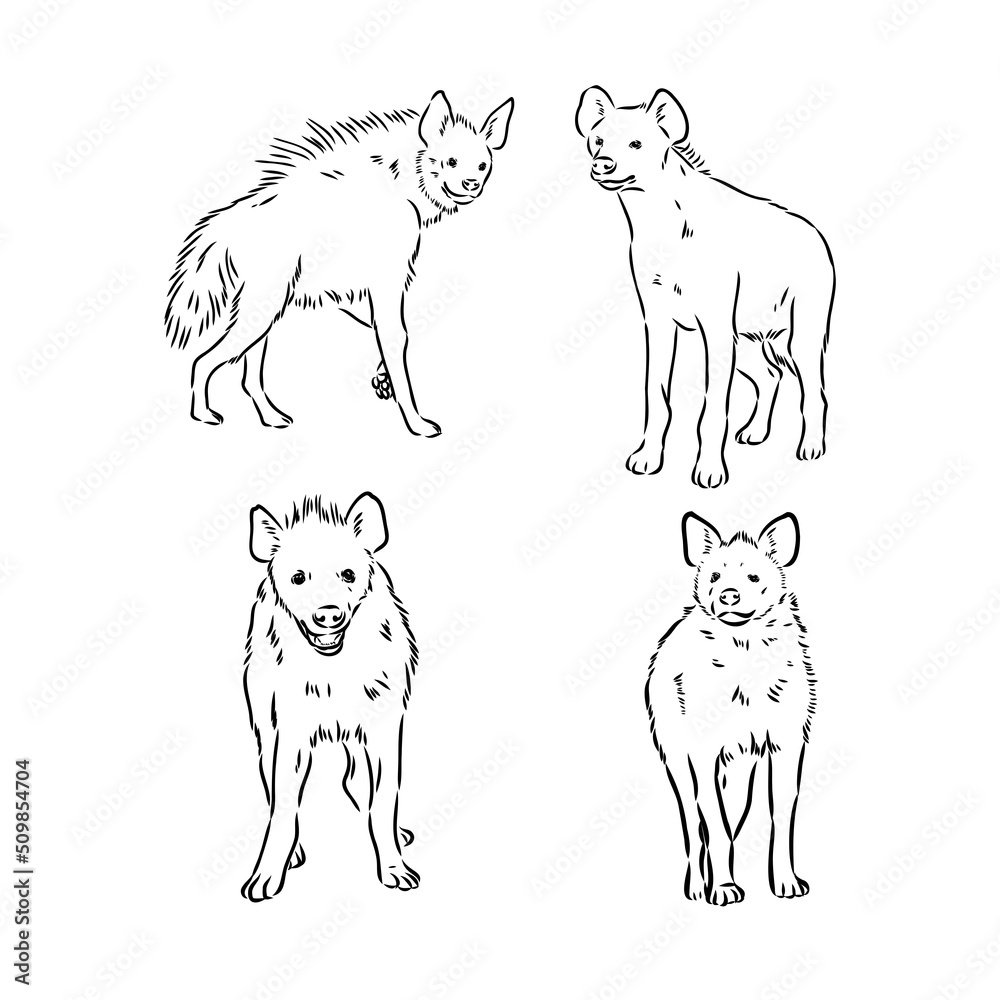 Vector hand drawn doodle sketch hyena isolated on white background