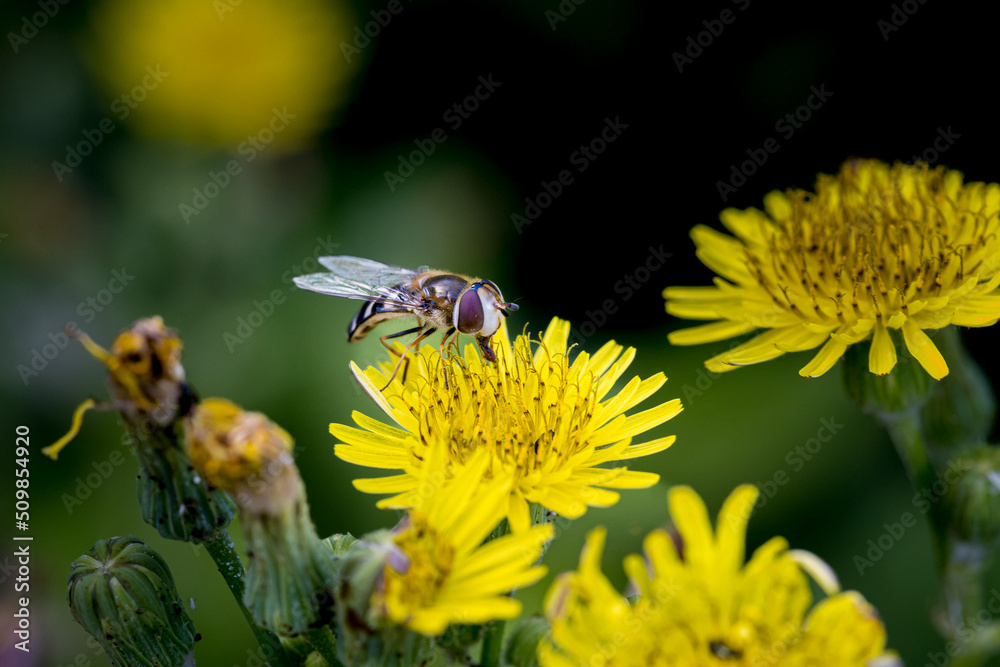 Macro photography of a bee in its natural habitat Macro photography of a bee in its natural habitat