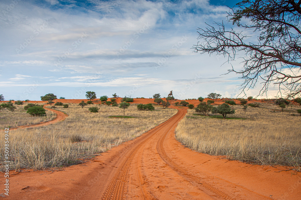 Beautiful landscape with vivid colours in Kalahari desert of Namibia. - obrazy, fototapety, plakaty 