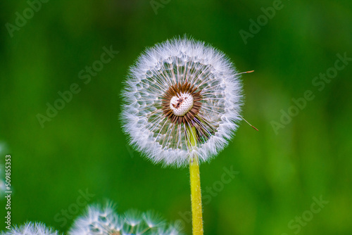 Pusteblume