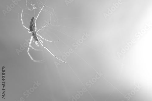 Canvastavla spider on it`s web in morning light