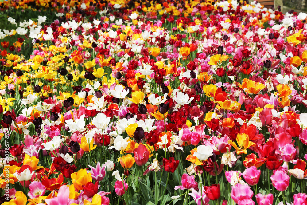 Tulips in spring blooming garden. Field view of fresh mixed white, yellow, red, pink, orange, purple tulip flower. Beautiful, colorful pink, white tulips, yellow nacrissus and with other flowers 