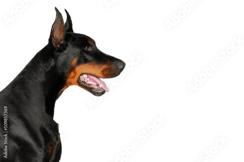 doberman dog wonderful portrait on a white background 