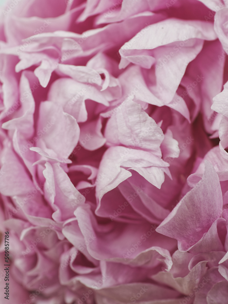 Macro pink peony floral background pattern. Flower petals close-up view.