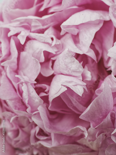 Fototapeta Naklejka Na Ścianę i Meble -  Macro pink peony floral background pattern. Flower petals close-up view.