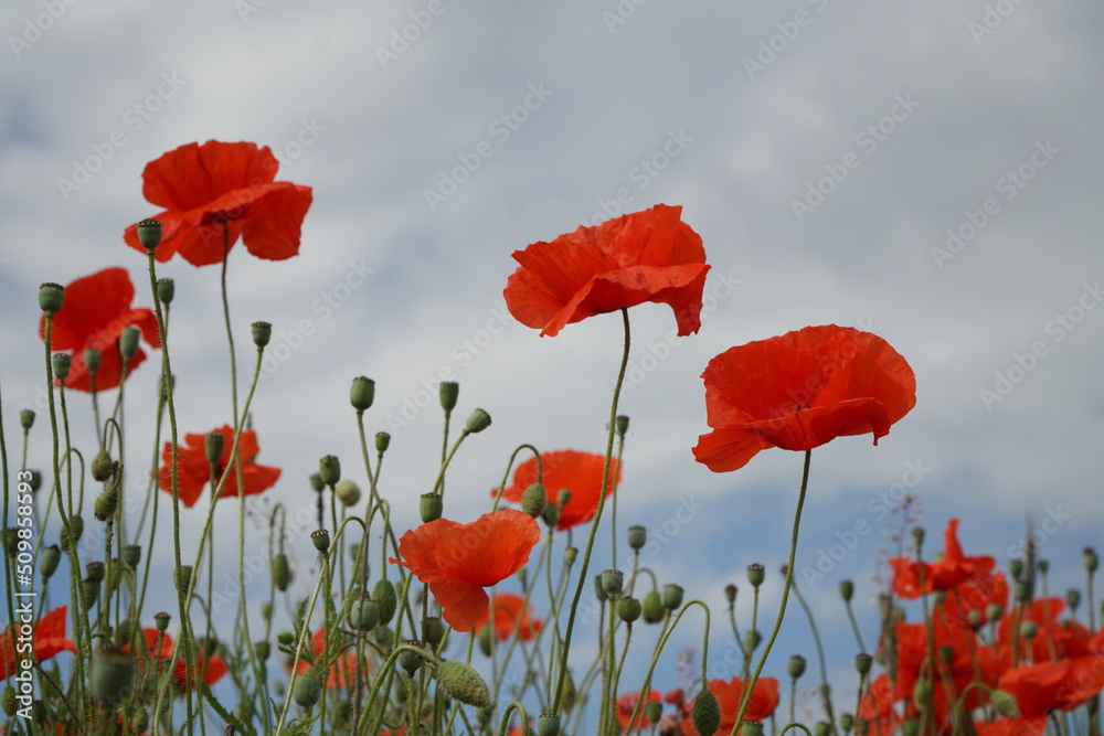 Fototapeta premium Red poppy flowers on the sky background