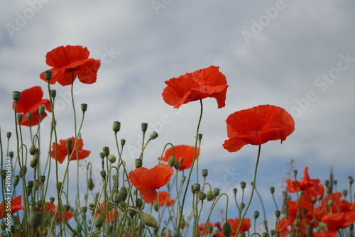 Red poppy flowers on the sky background