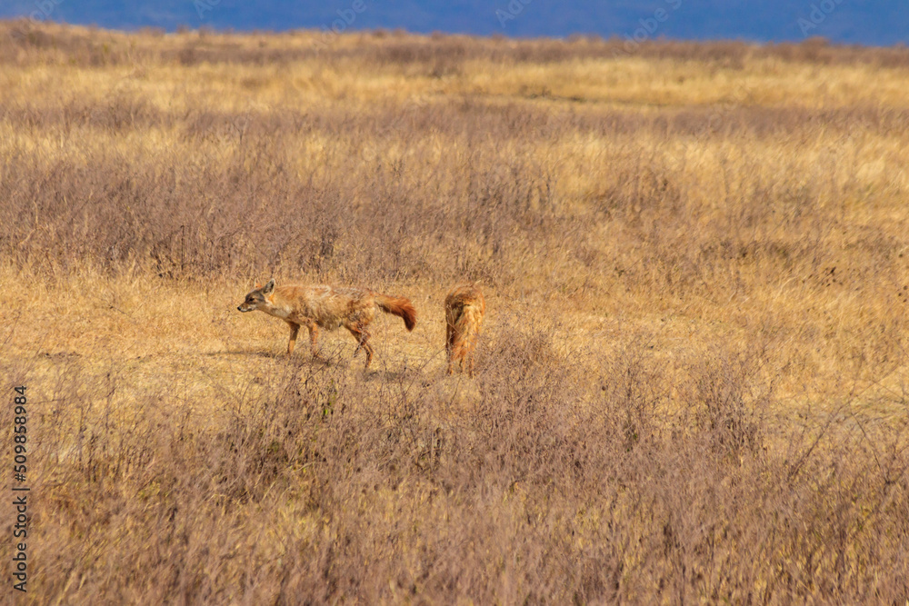 Two jackals walking in dry savannah in Ngorongoro crater national park, Tanzania Two jackals walking in dry savannah in Ngorongoro crater national park, Tanzania