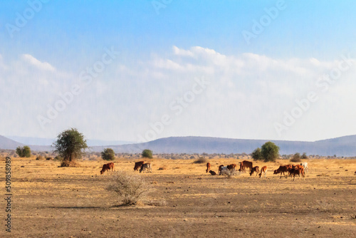 Herd of zebu cattles on a pasture in Tanzania