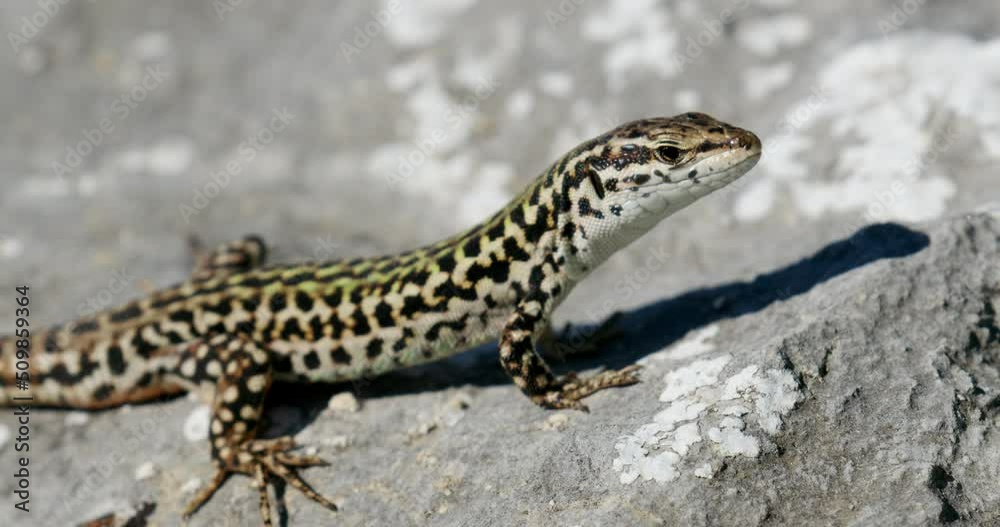 Dalmatian wall lizard (Podarcis melisellensis) from Dinara mountain Dalmatian wall lizard (Podarcis melisellensis) from Dinara mountain