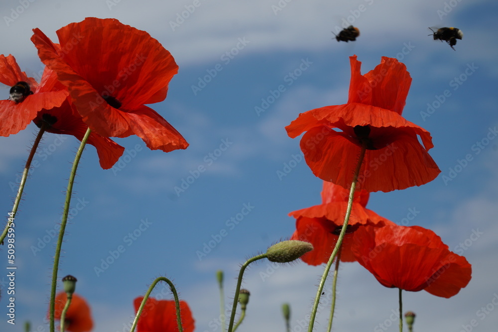 Fototapeta premium Red poppy flowers and flying bumblebees on the sky backdrop