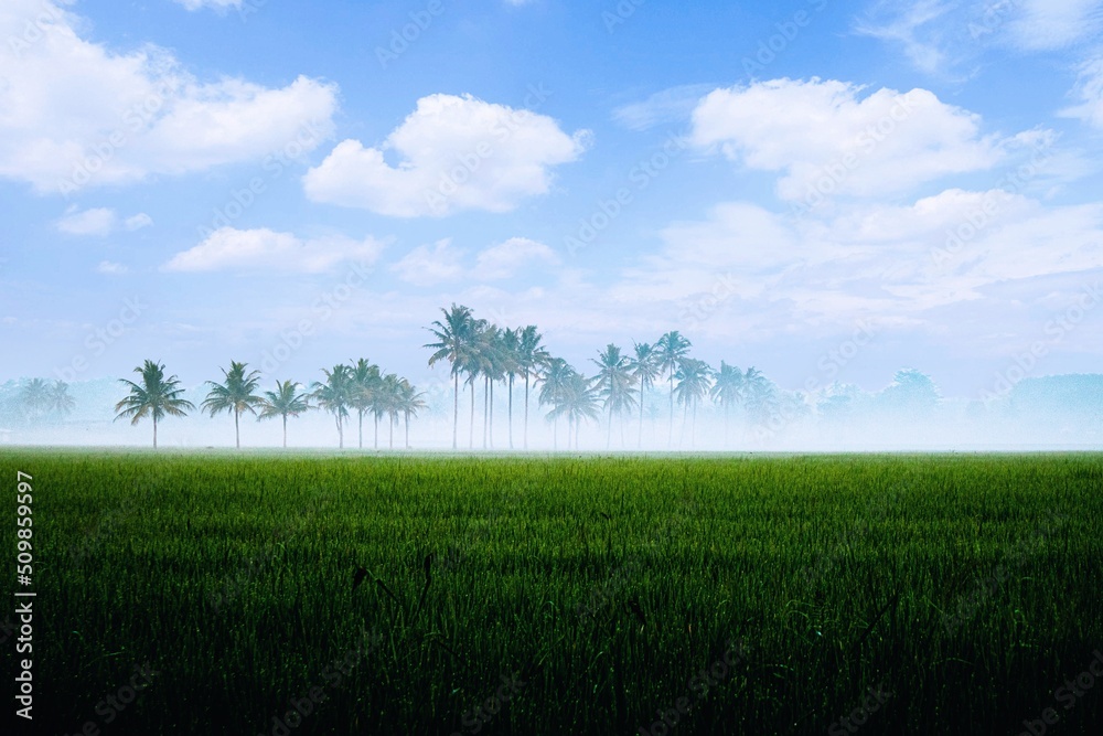 Obraz premium green field and blue sky
