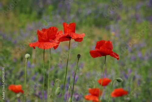 Three red poppy flowers and field-grasses on the backdrop