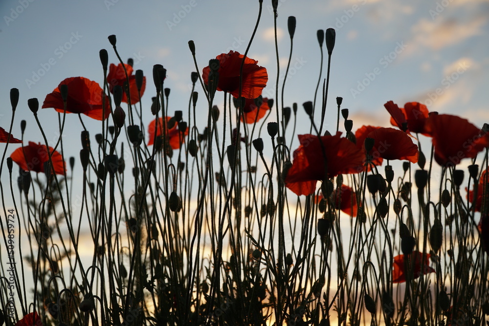 Obraz premium Red poppy flowers silhouette on the sunset background