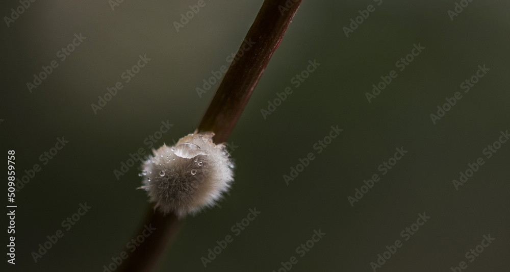 White flower with bokeh background.