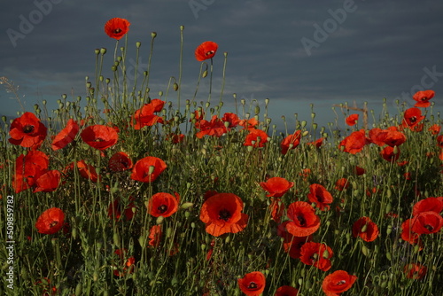 Sunny red poppy flowers against dark sky