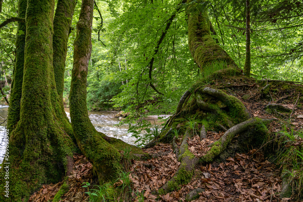 Buchen im Wald mit Wurzelstock Buchen im Wald mit Wurzelstock