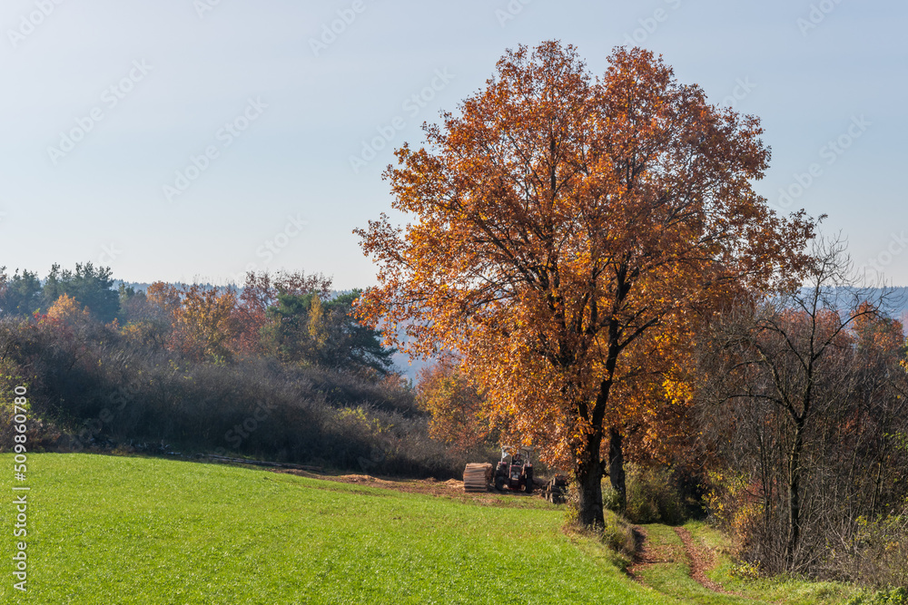 Laubbaum auf Wiese im Herbst bei Schönhofen
