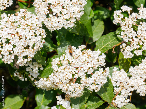 white flowers