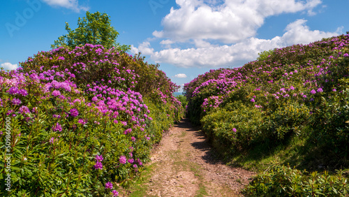 Mountain trail through rhododendros