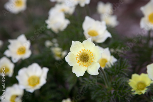 Pulsatilla alpina  alpine anemone  yellow wild flowers at the mountain meadow close-up.  Bunch of beautiful blooming flowers by spring day.