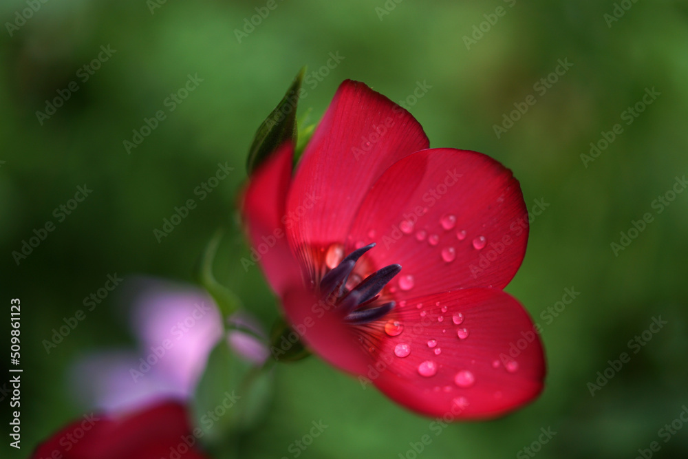 Fotografia macro di fiore rosso con gocce di acqua su sfondo verde naturale Fotografia macro di fiore rosso con gocce di acqua su sfondo verde naturale