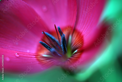 Fotografia Macro di fiore rosso con sfumatura magenta e rosa su sfondo verde