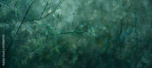 dewy plants on a morning meadow with beautiful light bokeh