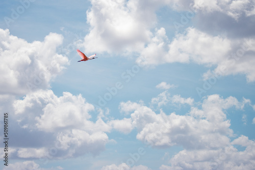 kite bird in the sky