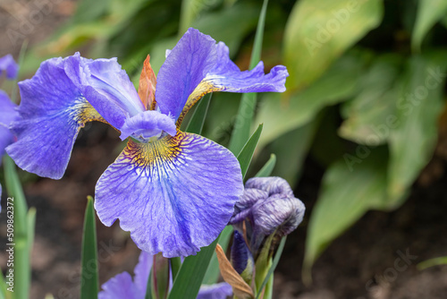 Fototapeta Naklejka Na Ścianę i Meble -  Close up of a violet iris bloom
