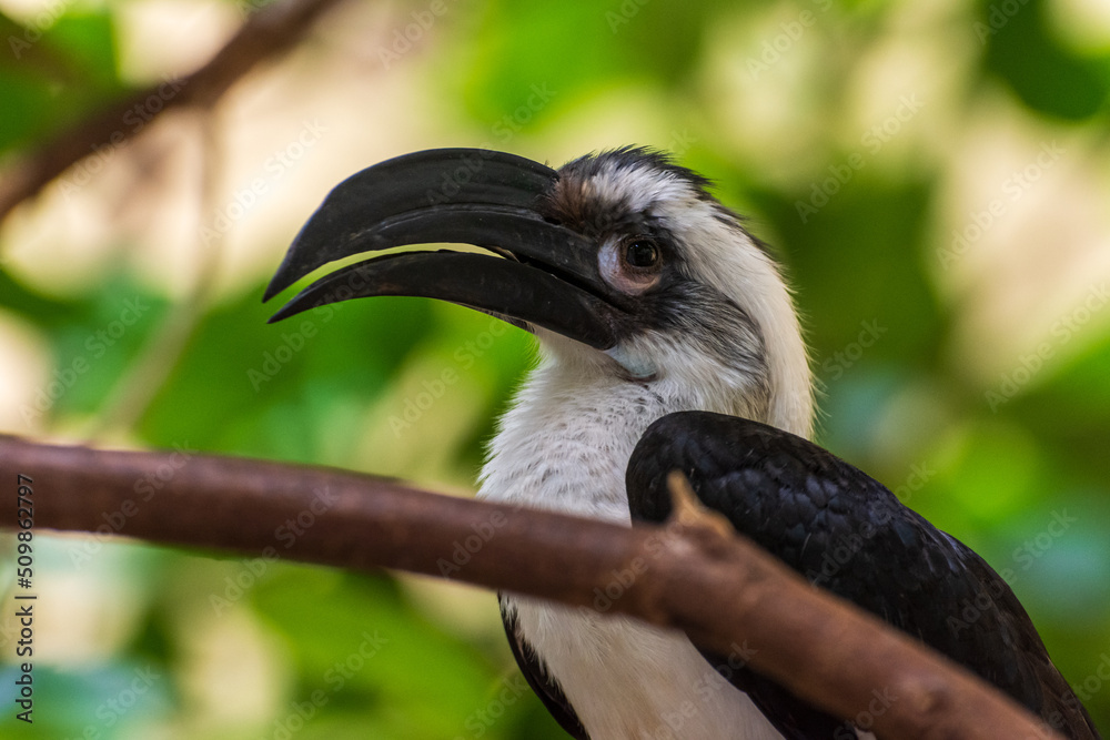 Obraz premium Vogel im Zoo