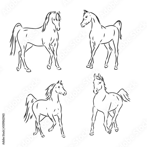 A black horse sketch  vector  color drawing or illustration.