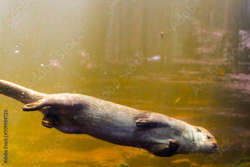 European otter is swimming in a pool photo
