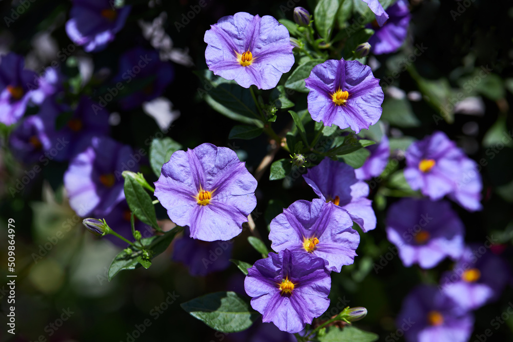 Lycianthes decorative plant, the blue potato bush or