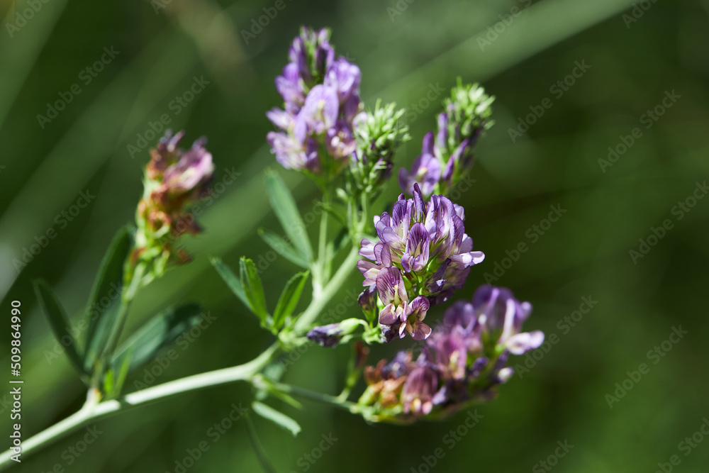 Medicago sativa, alfalfa, lucerne in bloom - close up. Alfalfa is used in herbal medicine Medicago sativa, alfalfa, lucerne in bloom - close up. Alfalfa is used in herbal medicine
