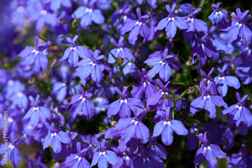 Blue Trailing Lobelia Sapphire flowers  Its Latin name is Lobelia Erinus  Sapphire . Also called Edging Lobelia  Garden Lobelia 