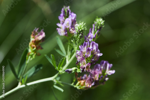 Foto Medicago sativa, alfalfa, lucerne in bloom - close up