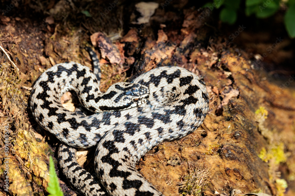 Fototapeta premium Kreuzotter